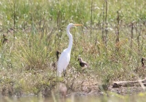 중대백로 from Revés do Belém, Bom Jesus do Galho - MG, 35340... 10:09 오전 by Nil Rodrigues · iNaturalist 중대백로 (Ardea alba)