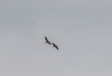 검은목두루미 from Курский р-н, Курская обл.... at 02:29 오후 by alex-14 · iNaturalist 검은목두루미 (Grus grus)