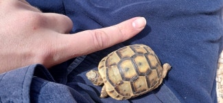 그리스거북 in 4월 2024 by - amateur · iNaturalist 그리스거북 (Testudo graeca)