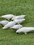 Cacatua galerita in 4월 2024 by Christalla · iNaturalist Cacatua galerita