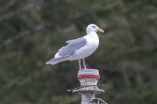 수리갈매기 from Strathcona, BC, Canada on 2024년 04월 23일... Island, BC, Canada · iNaturalist 수리갈매기 (Larus glaucescens)
