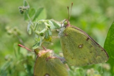 노랑나비 in 4월 2024 by Zuiko Nakaji · iNaturalist 노랑나비 (Colias poliographus)