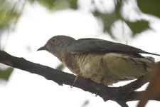 Hierococcyx varius from Sanjeevaiah Childrens Park, Hussain Sagar, Khairtabad, Hyderabad, Telangana 500003, India on 2024년 04월... 