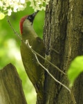 Picus viridis from 2355+52, Краснодар, Краснодарский край, Россия, 350058 on 2024년 04월 29일... 