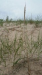 포아풀아과 from Lake County, US-IN, US on 2016년 05월 20일... 09:20 오전 by lreger · iNaturalist 포아풀아과 (Subfamily Pooideae)