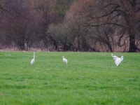 중대백로 from 73 Urbach, Deutschland on 2024년 03월 09일 (토) at 04:04 오후 by David Kaliss · iNaturalist 중대백로 (Ardea alba)