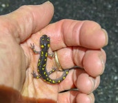 Ambystoma maculatum from East Montpelier, VT, USA on 2024년 04월 28일 (일) at 08:45 오후 by Kate Taylor · iNaturalist... 