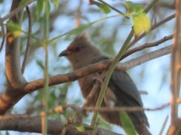 Urocolius indicus indicus from Riebeeck Kasteel, Riebeek-Kasteel, 7307, South Africa on 2024년 04월 26일 (금) at 05:28 오후... 