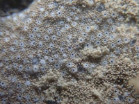 Didemnum psammatodes from Nepean Sea Rd, Malabar Hill, Mumbai, Maharashtra 400006, India on 2024년 04월 26일 (금) at 07:39... 