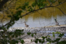 청둥오리 from Petingen, Luxemburg on 2024년 05월 01일 (수) at 02:25 오후 by Francis Birlenbach · iNaturalist 청둥오리 (Anas... 