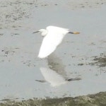 쇠백로 from Cacadu, ZA-EC, ZA on 2024년 04월 28일 (일) at 03... Lange · iNaturalist 쇠백로 (Subspecies Egretta garzetta garzetta)