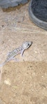 Hemidactylus whitakeri from MIG 32, Telangana Housing Board Society, Kurmalguda, Telangana 500005, India on 2024년 04월 27일... 