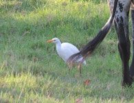 황로 from Helderberg Rural, Sir Lowrys Pass, 7135, South Africa on 2024년 04월 28일 (일) at 05:40 오후 by Martine Robinson... 