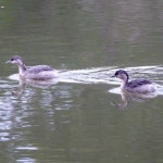 Poliocephalus poliocephalus from Blackburn Lake Sanctuary VIC 3130, Australia on 2024년 05월 06일 (월) at 08:20 오전 by... 