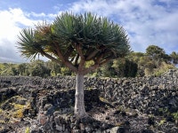 용혈수 from Paisagem da Cultura da Vinha da Ilha do Pico... (화) at 10:10 오전 by florent_p · iNaturalist 용혈수 (Dracaena draco)