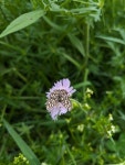 그물가지나방 from Amstetten, Österreich on 2024년 05월 07일 (화) at 07:09 오후 by j4815 · iNaturalist 그물가지나방... 