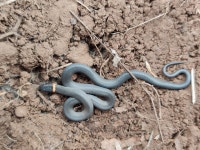 Diadophis punctatus from 美国加利福尼亚索诺马 on 2024년 05월 16일 (목) at 03:55 오후 by yihangli · iNaturalist Diadophis... 