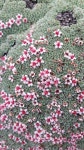 Kelseya uniflora from Big Horn County, WY, USA on 2019년 05월 04일 (토) at 05:23 오후 by Laura Holloway · iNaturalist Kelseya... 