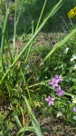 Erodium cicutarium from Lbosín 6, 257 26 Divišov, Česko on 2019년 05월 08일 (수) at 10:33 오전 by barboradvorakova... 