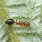 배검은꼬마개미 from Fukara, Susono, Shizuoka 410-1102, Japan... Kryukov · iNaturalist 배검은꼬마개미 (Monomorium intrudens)