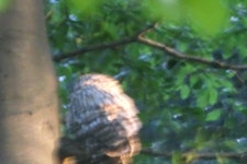 긴점박이올빼미 from 742 72 Mořkov, Česko on 2023년 07월 28일 (금) at 06:56 오후 by Samuel Martinát · iNaturalist... 