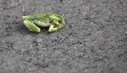 청개구리 from Nagata, Narita, Chiba 286-0108, Japan on 2024년... 06:29 오전 by kenny_well · iNaturalist 청개구리 (Hyla japonica)