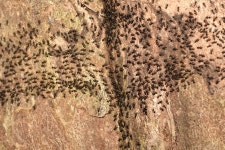 Hospitalitermes from 马来西亚砂拉越古晋峇哥国家公园 on 2024년 05월 09일 (목) at 09:38 오후 by rhinolin · iNaturalist... 