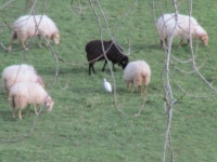 황로 from 48330 Lemona, Vizcaya, España on 2024년 02월 14일 (수) at 05:25 오후 by Markel Lejarza · iNaturalist 황로 (Ardea ibis)