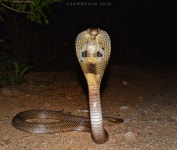 Hills, Hyderabad, Telangana 500003, India on 2024년 05월 24일 (금) at 03:31 오후 by Sambhava Jain · iNaturalist Naja naja