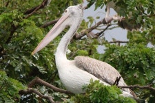 사다새 in 5월 2024 by Cyrus Li · iNaturalist 사다새 (Pelecanus philippensis)