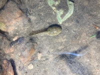 유럽산개구리 from Hardegsen, Niedersachsen, DE on 2024년 05월 22일 (수) at 09:23 오후 by Leonard Georg · iNaturalist... 