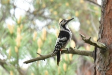 큰오색딱다구리 from Уссурийский городской... iNaturalist 큰오색딱다구리 (Dendrocopos leucotos)