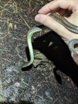 Hebius craspedogaster from 中国贵州省贵阳市南明区HP2R+7PP 邮政编码: 550002 on 2024년 05월 30일 (목) at 08:10 오후 by... 