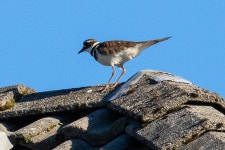 Charadrius vociferus from Port Coquitlam, BC, Canada on 2019년 05월 09일 (목) at 08:11 오전 by John D Reynolds · iNaturalist... 