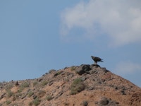 검독수리 from Emery County, UT, USA on 2024년 06월 01일 (토) at 12:51 오후 by Wesley McGee · iNaturalist 검독수리 (Aquila... 
