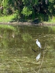 중대백로 from Beneva Rd, Sarasota, FL, US on 2024년 06월 06일 (목) at 10:39 오전 by mamaswan71 · iNaturalist 중대백로 (Ardea... 
