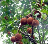 Rothmannia engleriana from Mpika, Zambia on 2019년 04월 24일 (수) at 09:18 오전 by Nico Vromant · iNaturalist Rothmannia... 