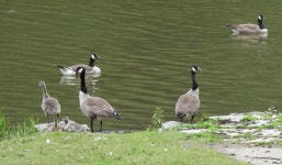 캐나다기러기 from Bauschleiden, Luxemburg on 2024년 06월... 오후 by Coby Meester · iNaturalist 캐나다기러기 (Branta canadensis)