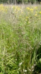 포아풀족 from Cook County, US-IL, US on 2016년 05월 31일 (화) by Jason Miller · iNaturalist 포아풀족 (Tribe Poeae)