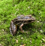 Lithobates palustris in 5월 2019 by rayc21 · iNaturalist Lithobates palustris