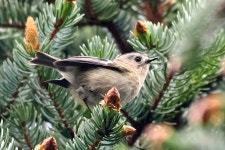 상모솔새 from Helgafellssveit, Vesturland, Iceland on 2024년 06월 15일 (토) at 08:40 오전 by Donna Pomeroy · iNaturalist 상모... 