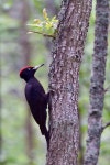 까막딱따구리 from Görväln, Järfälla, AB, SE on 2024년... at 12:52 오후 by peol · iNaturalist 까막딱따구리 (Dryocopus martius)
