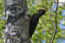 까막딱따구리 from Слюдянский р-н... 10:48 오전 by Илья Сухов · iNaturalist 까막딱따구리 (Dryocopus martius)