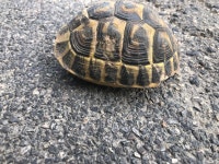 헤르만거북 in 6월 2024 by donanzia · iNaturalist 헤르만거북 (Testudo hermanni)