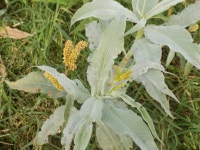 Persicaria senegalensis from Kirumba, Uganda on 2024년 03월 12일 (화) by Stephen Ssemwaka · iNaturalist Persicaria senegalensis