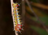 Opodiphthera eucalypti from Adams Creek NCR, Nyora, VIC 3984, Australia on 2016년 12월 11일 (일) by tleitch. Gum Moths... 