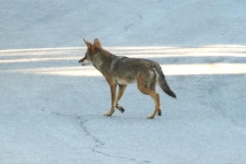 코요테 from Arcadia, CA, USA on 2024년 06월 25일 (화) at 07:15 오전 by thegreatape18 · iNaturalist 코요테 (Canis latrans)