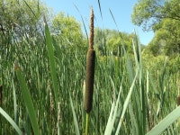 큰잎부들 from Barca, Slovensko on 2024년 06월 25일 (화) at 01:11 오후 by Matej Dudáš · iNaturalist 큰잎부들 (Typha latifolia)