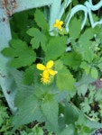 Chelidonium majus from Tula, Tula Oblast, Russia, 300028 on 2019년 05월 26일 (일) at 11:12 오전 by unpindownable... 