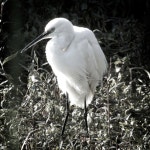 쇠백로 from Green Point Park, 1 Fritz Sonnenberg Rd, Green Point, Cape Town, 8051, South Africa on 2024년 06월 27일 (목) at 08... 